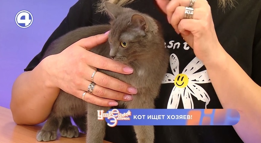 Ищем новых хозяев котику