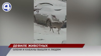 Дефиле животных на свердловских дорогах Дефиле животных на свердловских дорогах