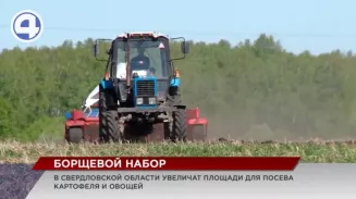 В Свердловской области увеличат площади посева для борщового набора В Свердловской области увеличат площади посева для борщового набора