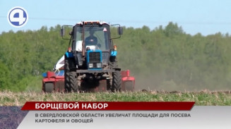 В Свердловской области увеличат площади посева для борщового набора В Свердловской области увеличат площади посева для борщового набора