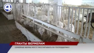 Свердловские власти распределят гранты семейным фермам и сельхозпотребкооперативам Свердловские власти распределят гранты семейным фермам и сельхозпотребкооперативам