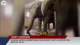 Всемирный день цирка Всемирный день цирка