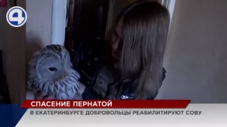 Екатеринбуржцы спасли неясыть, которая неудачно подралась с воронами Екатеринбуржцы спасли неясыть, которая неудачно подралась с воронами