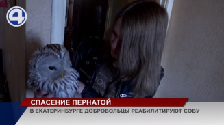 Екатеринбуржцы спасли неясыть, которая неудачно подралась с воронами Екатеринбуржцы спасли неясыть, которая неудачно подралась с воронами