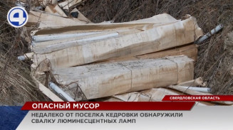 Жителей Кедровки перепугала свалка люминесцентных ламп в лесу по соседству Жителей Кедровки перепугала свалка люминесцентных ламп в лесу по соседству