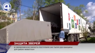 240 тысяч доз вакцины для диких животных привезли в Свердловскую область 240 тысяч доз вакцины для диких животных привезли в Свердловскую область
