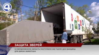 240 тысяч доз вакцины для диких животных привезли в Свердловскую область 240 тысяч доз вакцины для диких животных привезли в Свердловскую область
