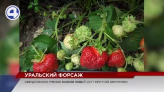 На Урале аграрии вывели гигантскую землянику! На Урале аграрии вывели гигантскую землянику!