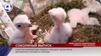 Пернатый бэби-бум в центре реабилитации хищных птиц «Холзан» Пернатый бэби-бум в центре реабилитации хищных птиц «Холзан»