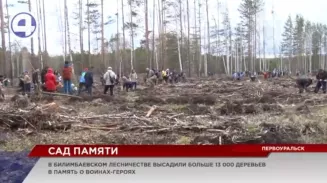 В Билимбаевском лесничестве появилось больше 13 000 молодых деревьев В Билимбаевском лесничестве появилось больше 13 000 молодых деревьев