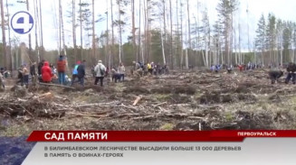 В Билимбаевском лесничестве появилось больше 13 000 молодых деревьев