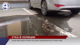 Свердловский главк МВД с «рабочим визитом» посетила утка Свердловский главк МВД с «рабочим визитом» посетила утка
