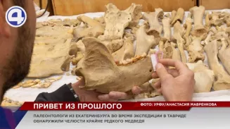 Палеонтологи из Екатеринбурга во время экспедиции в Тавриде обнаружили челюсти редчайшего медведя Палеонтологи из Екатеринбурга во время экспедиции в Тавриде обнаружили челюсти редчайшего медведя