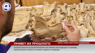 Палеонтологи из Екатеринбурга во время экспедиции в Тавриде обнаружили челюсти редчайшего медведя Палеонтологи из Екатеринбурга во время экспедиции в Тавриде обнаружили челюсти редчайшего медведя
