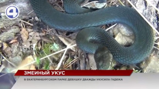 Жительницу Екатеринбурга в городском парке дважды укусила гадюка Жительницу Екатеринбурга в городском парке дважды укусила гадюка