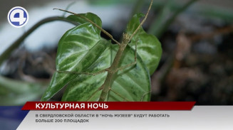 Заглянуть в глаза змее, смастерить куклу и уехать в путешествие по области