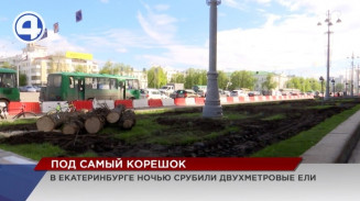 От здания администрации Екатеринбурга исчезли ели, которые простояли там 30 лет От здания администрации Екатеринбурга исчезли ели, которые простояли там 30 лет