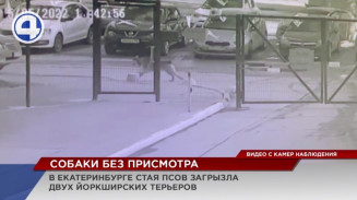 Стая собак наводит ужас на екатеринбуржцев в районе Южного автовокзала Стая собак наводит ужас на екатеринбуржцев в районе Южного автовокзала