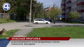 В Екатеринбурге стая собак набросилась на женщину, которая отправилась на прогулку в парк В Екатеринбурге стая собак набросилась на женщину, которая отправилась на прогулку в парк