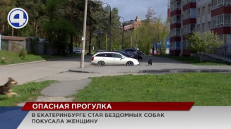 В Екатеринбурге стая собак набросилась на женщину, которая отправилась на прогулку в парк В Екатеринбурге стая собак набросилась на женщину, которая отправилась на прогулку в парк