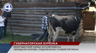 Многодетной семье из посёлка Ключевска доставили долгожданную корову от губернатора Многодетной семье из посёлка Ключевска доставили долгожданную корову от губернатора