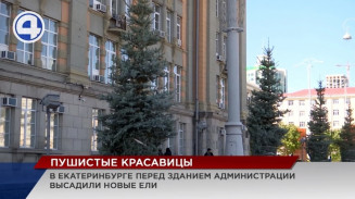 Новые ели высадили возле здания администрации Екатеринбурга Новые ели высадили возле здания администрации Екатеринбурга