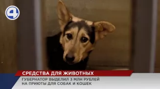 Губернатор выделил почти 3 млн рублей на приюты для бездомных животных Губернатор выделил почти 3 млн рублей на приюты для бездомных животных