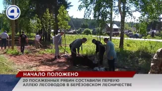 Аллея лесоводов появилась в Берёзовском лесничестве