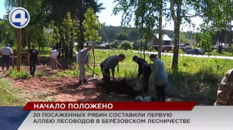 Аллея лесоводов появилась в Берёзовском лесничестве Аллея лесоводов появилась в Берёзовском лесничестве