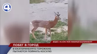 Жители Академического отправились на поимку маленькой косули