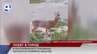 Жители Академического отправились на поимку маленькой косули