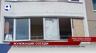 В Екатеринбурге пчёлы облюбовали балкон в многоэтажке В Екатеринбурге пчёлы облюбовали балкон в многоэтажке