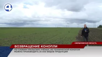 Возвращение конопли Возвращение конопли