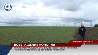 Возвращение конопли Возвращение конопли