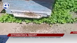 Тысячи пчёл погибли в Пышминском районе Тысячи пчёл погибли в Пышминском районе