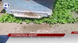 Тысячи пчёл погибли в Пышминском районе Тысячи пчёл погибли в Пышминском районе
