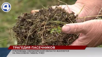 В Свердловской области массово гибнут пчелы В Свердловской области массово гибнут пчелы