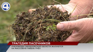 В Свердловской области массово гибнут пчелы В Свердловской области массово гибнут пчелы