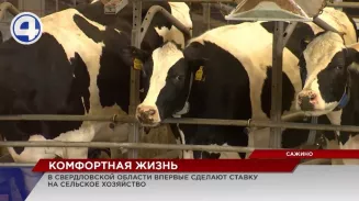 В Красноуфимском районе построена инновационная молочная ферма В Красноуфимском районе построена инновационная молочная ферма