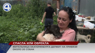 В Екатеринбурге садоводы ополчились против соседки, которая держит на своем участке больше 20 собак В Екатеринбурге садоводы ополчились против соседки, которая держит на своем участке больше 20 собак