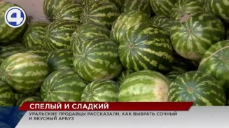 На прилавках Урала появились арбузы: как сделать правильный выбор? На прилавках Урала появились арбузы: как сделать правильный выбор?