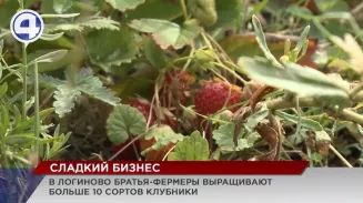 В Свердловской области – ягодный бум В Свердловской области – ягодный бум