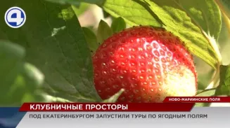 Туристические туры по ягодным полям запустили на Урале Туристические туры по ягодным полям запустили на Урале