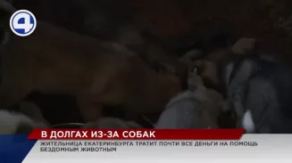 Любовь к усатым и хвостатым загнала в долги Любовь к усатым и хвостатым загнала в долги
