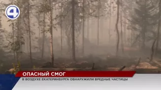 В лесу под Верхней Пышмой полыхает по вине людей В лесу под Верхней Пышмой полыхает по вине людей