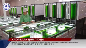 Ферму по культивированию суспензии хлорэллы открыли в Екатеринбурге Ферму по культивированию суспензии хлорэллы открыли в Екатеринбурге
