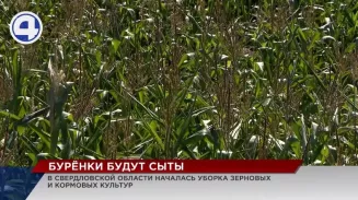 В Свердловской области началась уборка зерновых и кормовых культур В Свердловской области началась уборка зерновых и кормовых культур