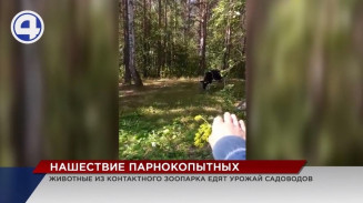 Екатеринбургские садоводы рискуют остаться без урожая, который поедает чужая скотина Екатеринбургские садоводы рискуют остаться без урожая, который поедает чужая скотина