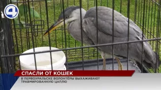 В одном из дворов Первоуральска горожане обнаружили цаплю В одном из дворов Первоуральска горожане обнаружили цаплю