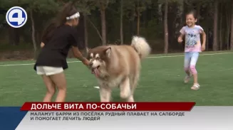 Маламут Барри из посёлка Рудный увлекается водными прогулками на сапборде и помогает лечить людей Маламут Барри из посёлка Рудный увлекается водными прогулками на сапборде и помогает лечить людей